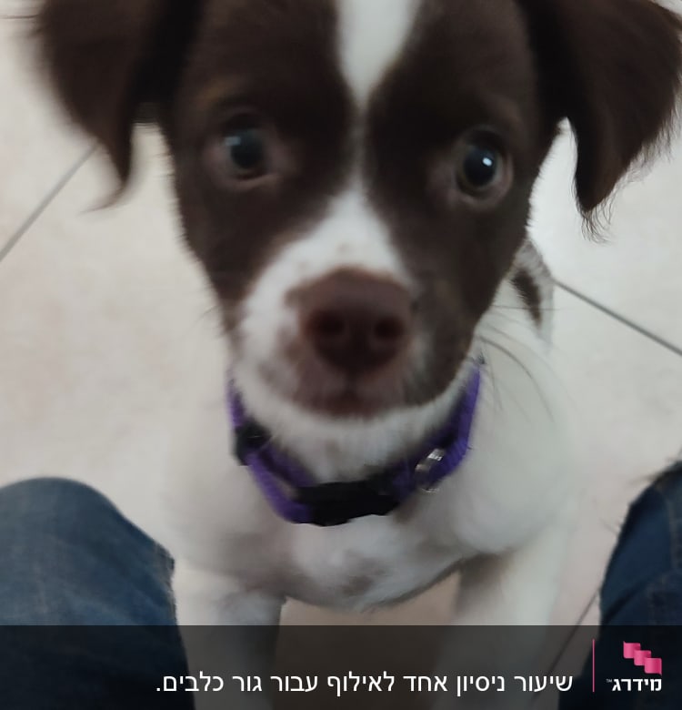 כלב קטן עם קולר סגול על רגלי אדם